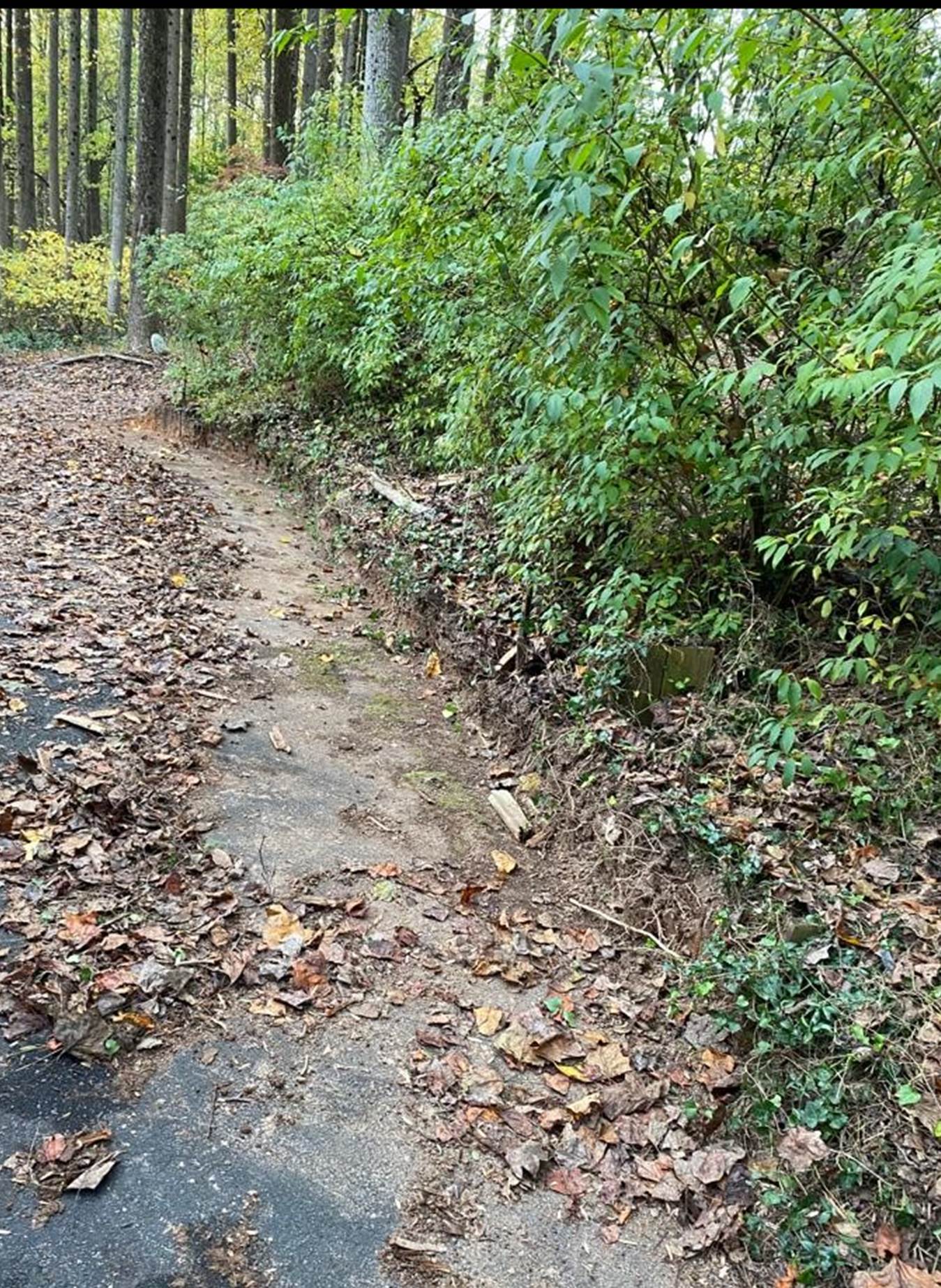 A path in the woods

Description automatically generated with low confidence